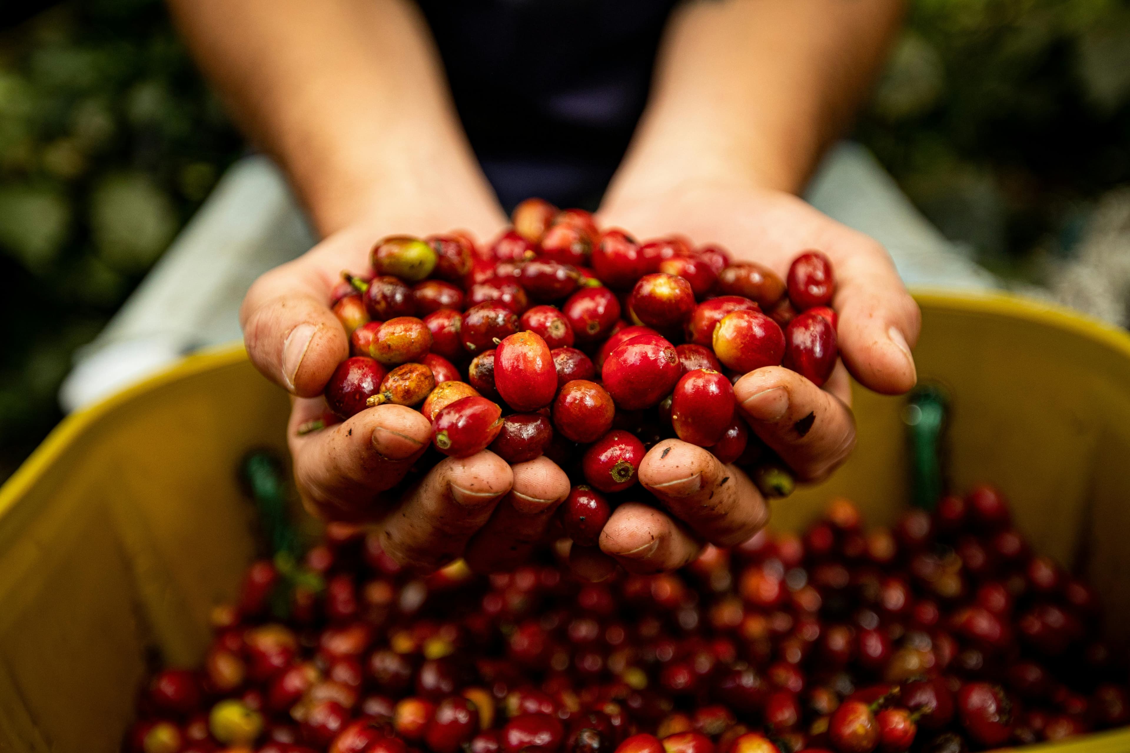 Coffee Culture Image 1