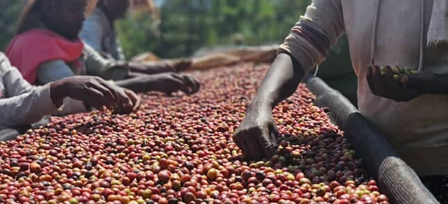 Hands sorting red coffee cherries